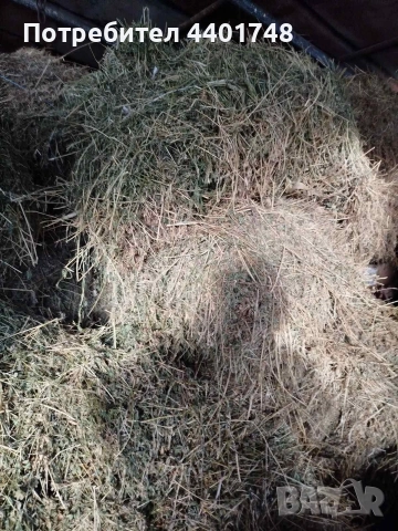 Бали люцерна , снимка 3 - Крави - 52836049