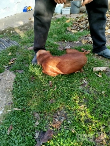 женски Кокер шпаньол, снимка 3 - Кокер шпаньол - 52431511