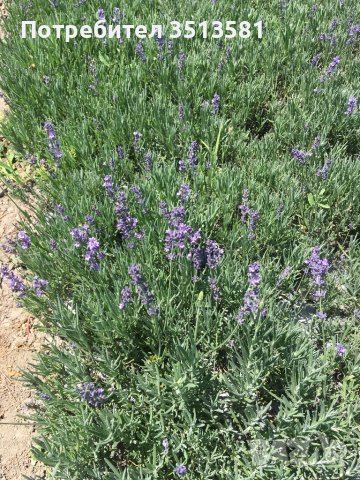 Разсад лавандула, снимка 6 - Разсади - 39900461