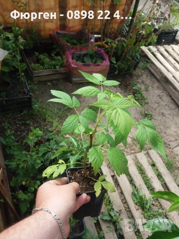 Компактна малина ( Червена принцеса), снимка 3 - Разсади - 43518527