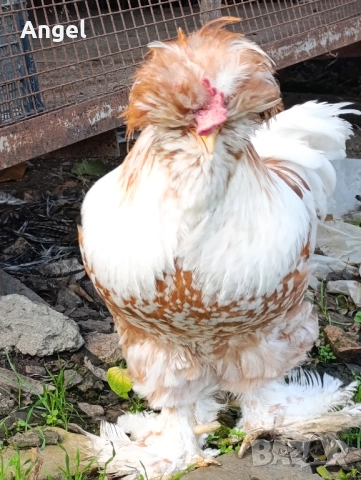 Струмски стандарт кокошка , снимка 2 - Кокошки и пуйки - 52523971
