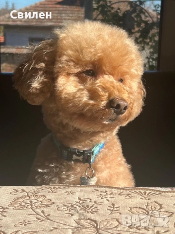 Мъжки Мини Пудел(За Разплод) на 4 г ,с родословие(Тест за генна чистота )Варна, снимка 8 - Пудели - 42629676
