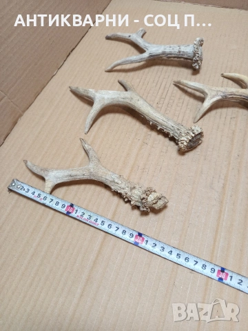 Комплект Стари Малки Рога. НОМЕР 726., снимка 6 - Антикварни и старинни предмети - 53528086