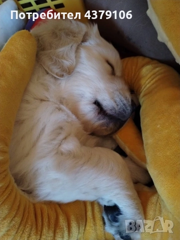 Голдън ретривър момче родословен баща, снимка 4 - Голдън ретривър - 53036033