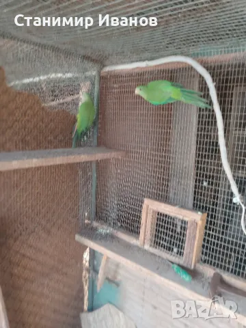 Александри 2021 2022год.различни цветове и мутации оформени птици., снимка 6 - Папагали - 39575600