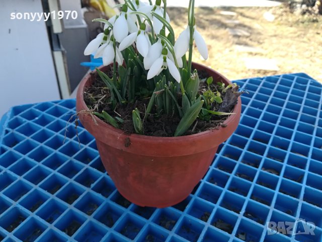 САКСИЯ С КОКИЧЕТА 0502240829, снимка 3 - Градински цветя и растения - 44138418