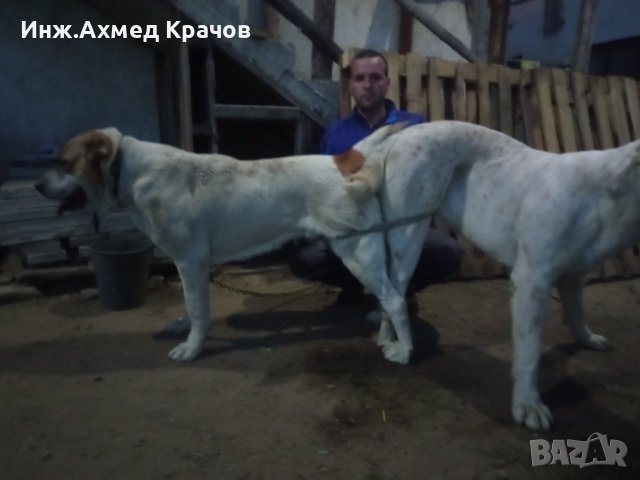 Алабай за разплод, снимка 10 - Алабай - 34957358