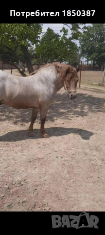 Тежковоз - жребец, снимка 4 - Коне - 52944975