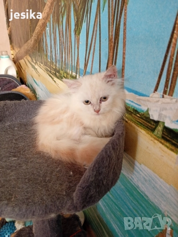 персийки на 4месеца с хигиенни навици , снимка 2 - Персийска - 52052644