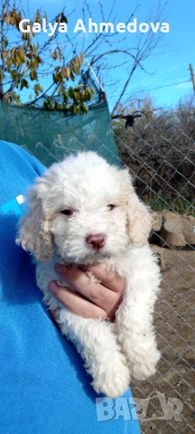 Лагото романьоло , снимка 13 - Други - 52513113