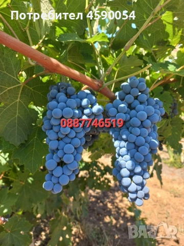 Продавам грозде Каберне Совиньон и Ркацители , снимка 1