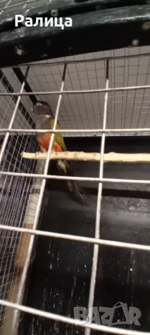 Патагонска ара/конура, снимка 4 - Папагали - 49471080