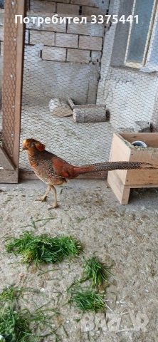 млади мъжки червено-златни фазани, снимка 3 - други­ - 53099190