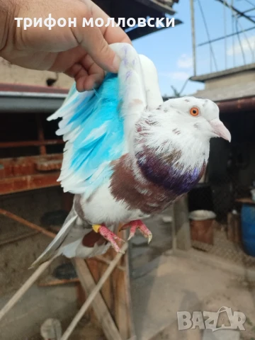 Гълъби пазарджишки високолетачи, Ловени чужди, снимка 12 - Гълъби - 47554142