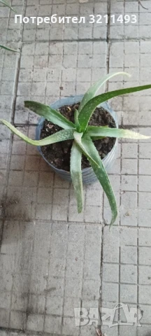 Продавам чашкодрян, салвия, алое,чемшир ,делосперма, снимка 10 - Градински цветя и растения - 34722969