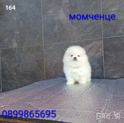 Померан. Мъжко мини Померанче. Реални снимки от 19.01.26 г. , снимка 6 - Померан - 53076094