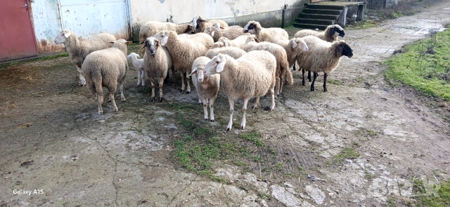 Свободни овце и кочове!, снимка 3 - Овце - 53276147