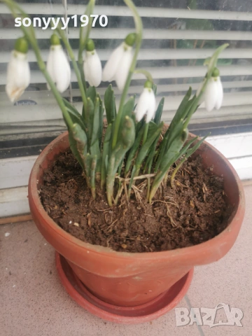 ЛОТ ОТ КОКИЧЕТА-ГРЪМ В САКСИЯ И ЛУКОВИЦИ 0702261803, снимка 10 - Градински цветя и растения - 53394722