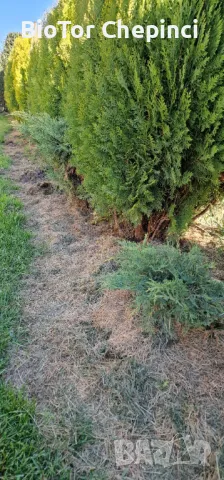 Компост от Прегоряла Трева-Рай Грас 50л чували, снимка 10 - Тор и почвени смеси - 47847251