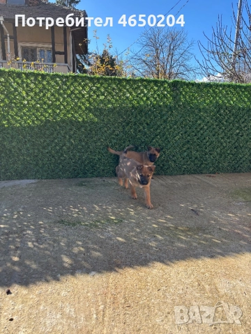 Малки Малиноа търсят своят нов собственик, снимка 3 - Белгийска овчарка - 52404012