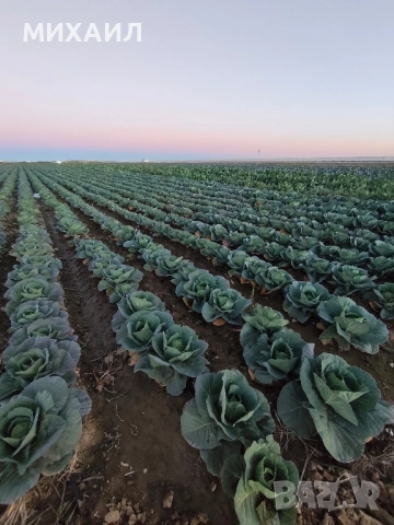 Прясно и кеехко зеле Кьосе , снимка 2 - Разсади - 52252227