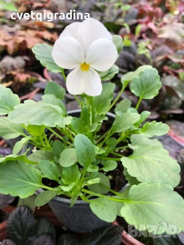 Мини теменужка бяла – Viola Mini White, снимка 3 - Градински цветя и растения - 52800429