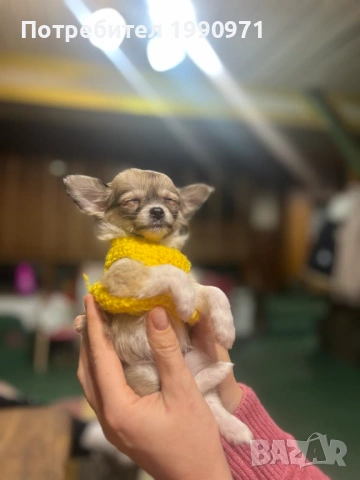 Момченче мини чихуахуа - дългокосместо, снимка 2 - Чихуахуа - 53101747