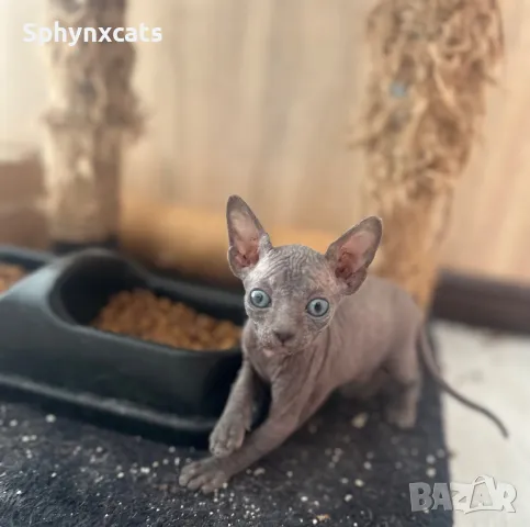 Котенца момичета и момчета канадски сфинкс, снимка 13 - Сфинксове - 49394602