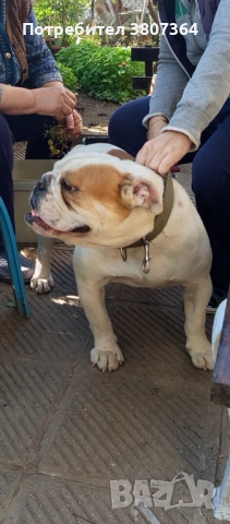 Свободен за разплод мъжки Английски булдог , снимка 17 - Английски булдог - 51313446