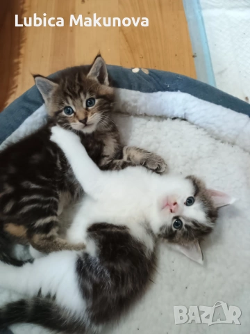 Подарявам коте от породата Мейн Куун, кръстоска., снимка 5 - Мейн кун - 53282257