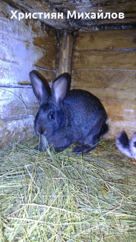 продавам 2 женски заека