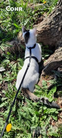 Нагръдник за котки Trixie, снимка 5 - За котки - 38086450