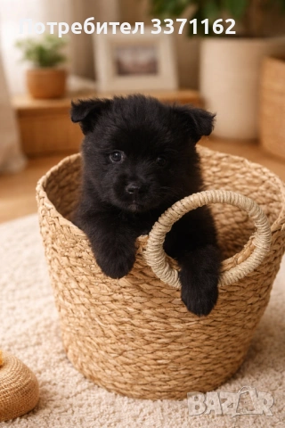  Померан шпиц