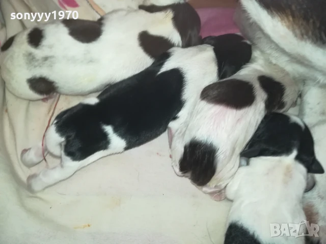 ДЖАК РЪСЕЛ БЕБЕТА-РОДЕНИ 11.08.25г 1308250726