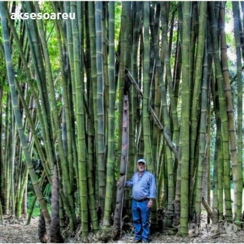 100 броя бамбукови семена от декоративен бамбук Moso Bamboo зелен МОСО БАМБО за декорация и украса b, снимка 10 - Сортови семена и луковици - 37711514