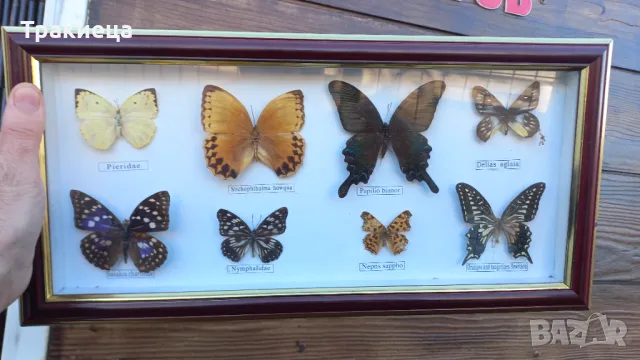 ПРЕПАРИРАНИ ПЕПЕРУДИ В РАМКА КАРТИНА