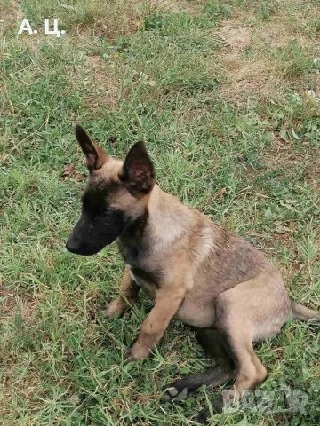 Белгийски овчарки, снимка 1