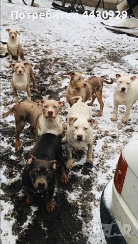 Американско були XL, снимка 6 - Други - 52951113