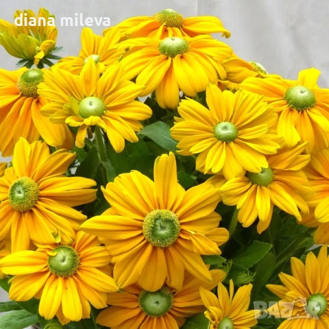 Рудбекия Амарило Голд, Rudbeckia hirta Amarillo Gold, снимка 1