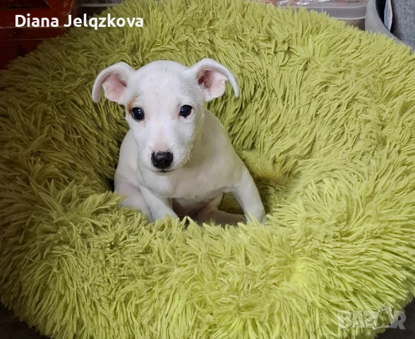 Джак Ръсел момиче