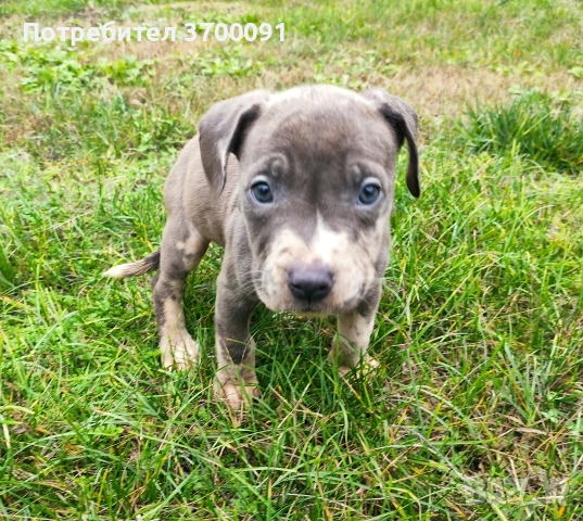 питбул / питбулчета , снимка 2 - Питбул - 52574243