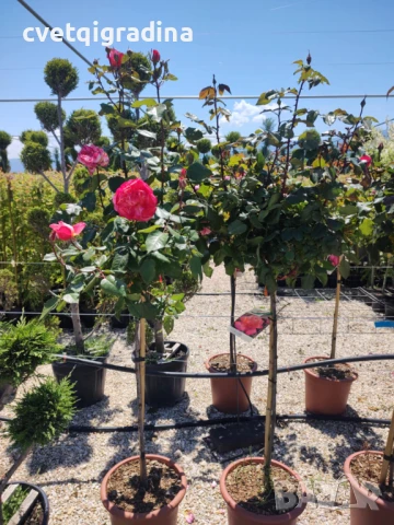 Щамбовидна роза Rosa ‘Nostalgie’ (Роза ‘Носталгия’), снимка 3 - Градински цветя и растения - 50557609