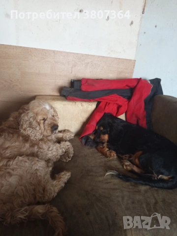 Американски Кокер шпаньол свободен за разплод , снимка 11 - Кокер шпаньол - 53486984