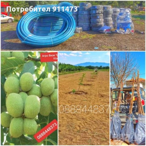 Фиданки орех сорт Чандлър, снимка 13 - Разсади - 35102903