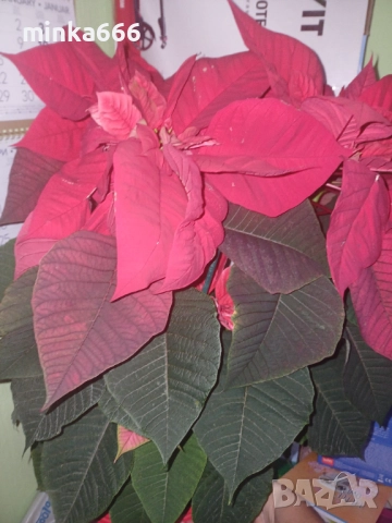 Голяма коледна звезда, снимка 3 - Стайни растения - 52899927