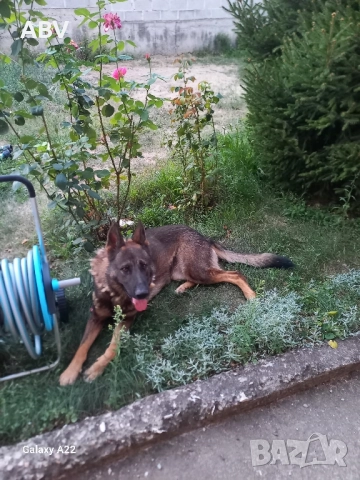 Немска овчарка 3г.,мъжки., снимка 4 - Немска овчарка - 51851909