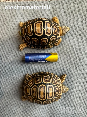 Леопардови костенурки