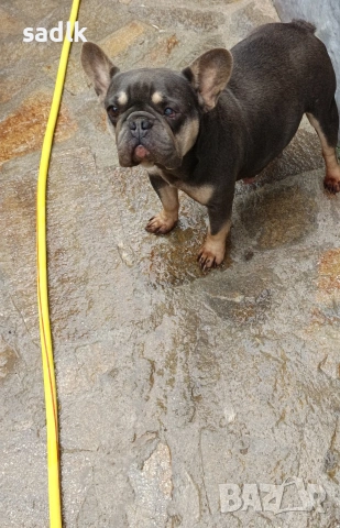 женски френски булдог , снимка 2 - Френски булдог - 53183296