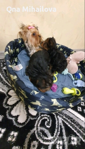 мини йоркширски териер, снимка 3 - Йоркширски териер - 53135631