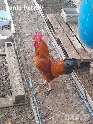 Петлета за петльов ден , снимка 2 - други­ - 53233928